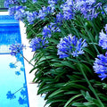 Dwarf Blue Lily of The Nile Seeds - Agapanthus "Peter Pan" Flower Seeds for Garden, Container, Indoor & Outdoor Planting