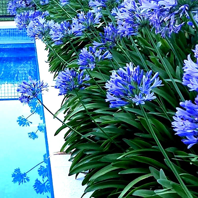 Dwarf Blue Lily of The Nile Seeds - Agapanthus "Peter Pan" Flower Seeds for Garden, Container, Indoor & Outdoor Planting