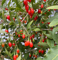 Goji Berry Seeds 500+ Non-GMO Lycium barbarum for Home Gardening, Organic Poha Berry Seeds, Nutritious Superfood Plant