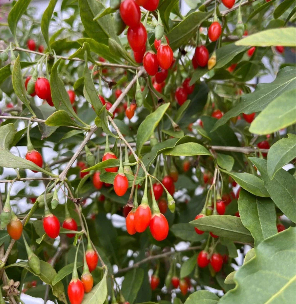 Goji Berry Seeds 500+ Non-GMO Lycium barbarum for Home Gardening, Organic Poha Berry Seeds, Nutritious Superfood Plant