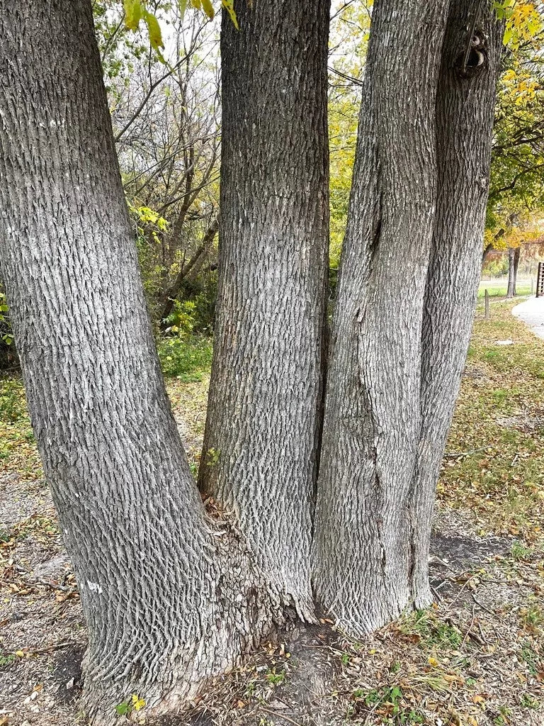 Green Ash Tree Seeds - 50 Pack, Fraxinus Pennsylvanica Lanceolata, Native Tree Seeds for Landscaping & Reforestation