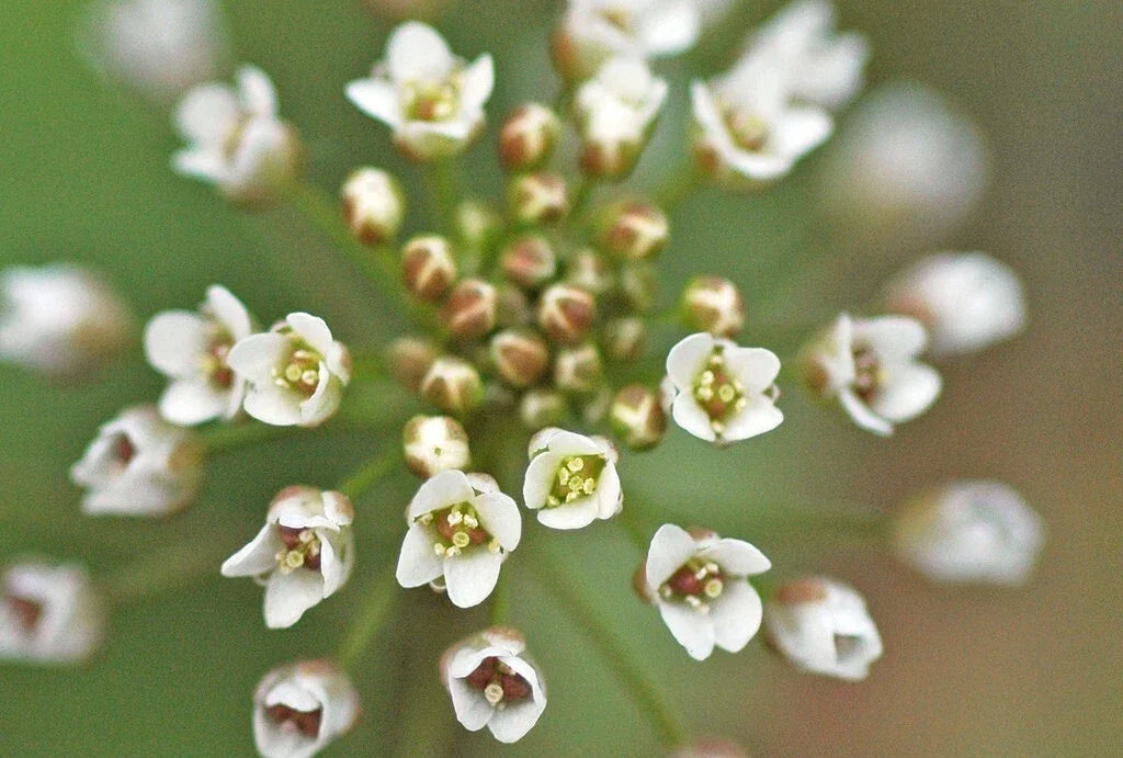 Shepherd's Purse Seeds - 300+ Seeds - Edible Wild Plant, Medicinal Herb, Foraging Gardening - Capsella Bursa-Pastoris
