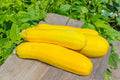 Summer Squash Seeds 50 Pack Cucurbita pepo Bright Yellow, Bush-Type, Non-GMO, Made in USA