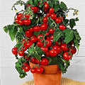 Dwarf Bush Cherry Tomato Seeds - 100 Count - Heirloom Solanum lycopersicum - Compact, Full Sun, Container Gardening