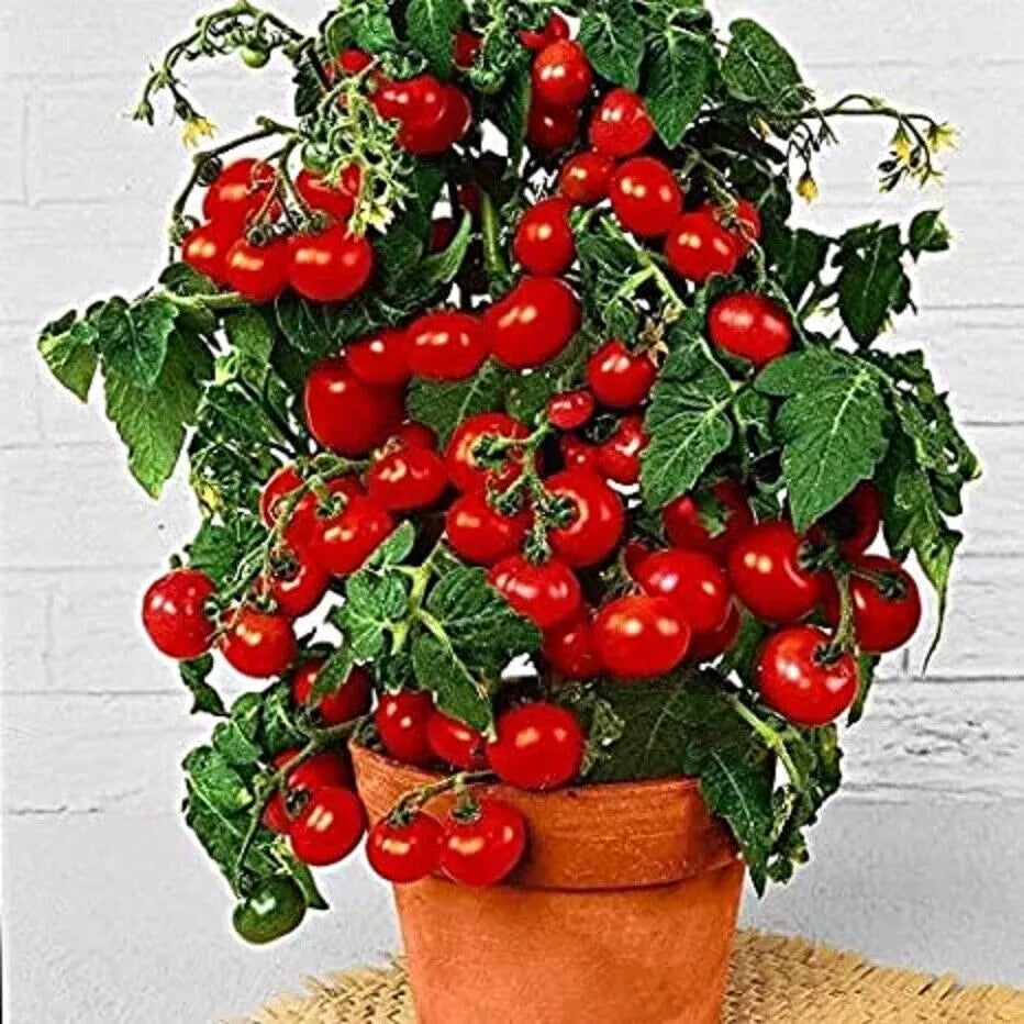 Dwarf Bush Cherry Tomato Seeds - 100 Count - Heirloom Solanum lycopersicum - Compact, Full Sun, Container Gardening