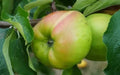 Lady Henniker Apple Seeds - 25+ Pack, Malus domestica, Heirloom, Non-GMO, Garden Planting, USA Grown, Full Sun, Easy to Grow