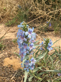 Penstemon angustifolius Seeds - Native Drought-Tolerant Perennial Flowering Plant for Pollinator Gardens