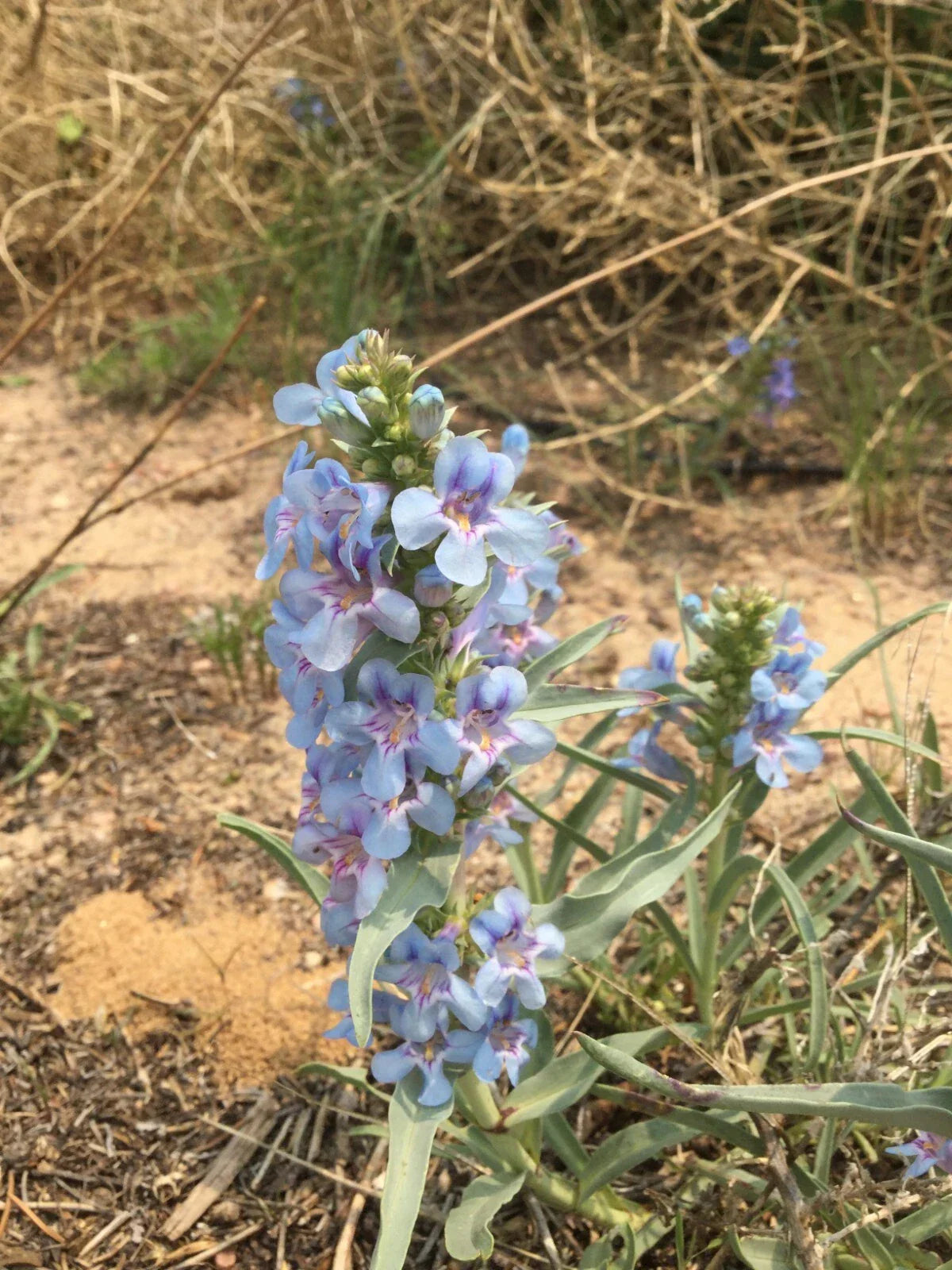 Penstemon angustifolius Seeds - Native Drought-Tolerant Perennial Flowering Plant for Pollinator Gardens