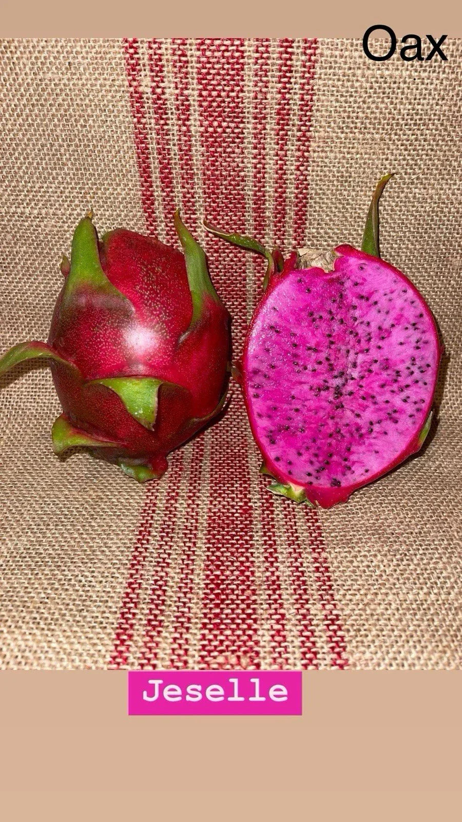 Dragon Fruit Cuttings JESSELLE – Hylocereus undatus, Exotic Fruit Propagation Material for Gardening
