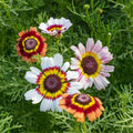 Painted Mix Daisy Flower Seeds - 50pcs, Pink Indian Blanket Sunflower, Colorful Garden Seeds, Bellis perennis, Easy to Grow