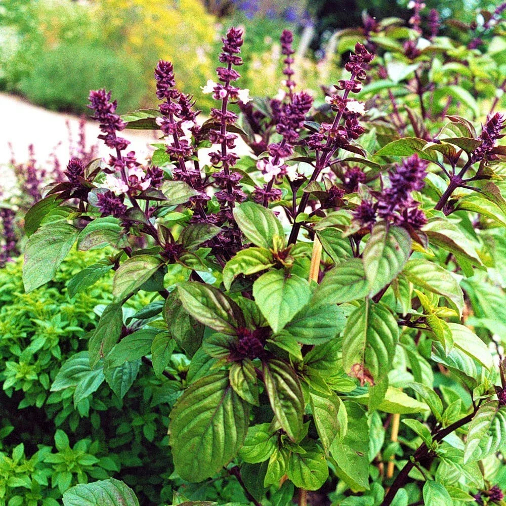 Licorice Basil Seeds - 200 Count Non-GMO Herb Seeds - Strong Flavorful Ocimum basilicum var. citriodorum