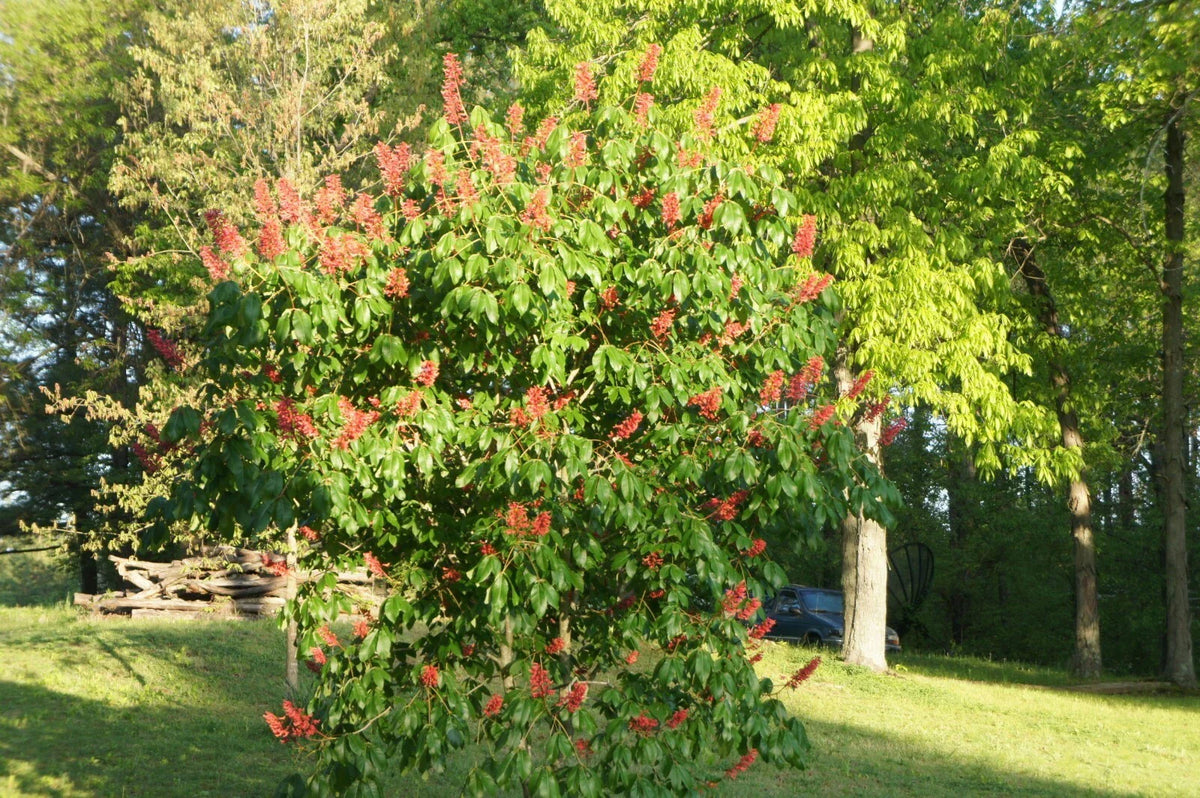 Dwarf Red Buckeye Tree (6-8") in Container | Aesculus pavia & Ginkgo Tree | Ginkgo biloba