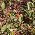 Chiltepin Pepper Seeds - Non-GMO Heirloom Spicy Gardening Seeds Capsicum annuum, Fiery Small Peppers for Salsas & Sauces
