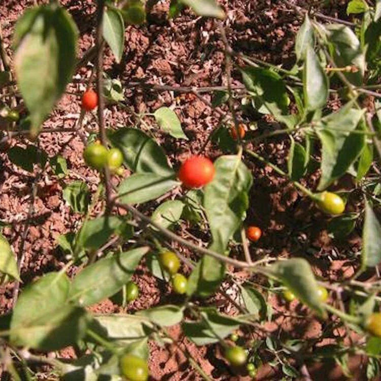 Chiltepin Pepper Seeds - Non-GMO Heirloom Spicy Gardening Seeds Capsicum annuum, Fiery Small Peppers for Salsas & Sauces