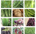 Asian Vegetable Seeds Packets – Non-GMO, Heirloom, Edamame, Bok Choy, Chinese Cabbage, Home Garden, Organic Seeds Collection