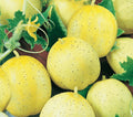 Lemon Cucumber Seeds - 50+ Pack, Cucumis sativus, Yellow, Culinary Vegetable for Salad & Pickling