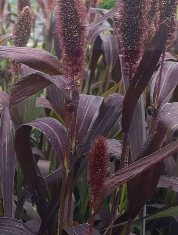 Red Jewel Millet Seeds - Ornamental Grass Setaria Italica, Vibrant Red and Green Foliage, Drought-Tolerant, 25 Pack