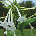 Tobacco Seed Collection - 5 Varieties Nicotiana Seeds Set for Gardening, Ornamental & Educational Cultivation