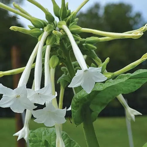 Tobacco Seed Collection - 5 Varieties Nicotiana Seeds Set for Gardening, Ornamental & Educational Cultivation