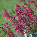 Wendy's Wish Salvia Seeds - Perennial Flower Seeds for Hummingbirds, Butterfly Garden, Salvia greggii, 50 Pack