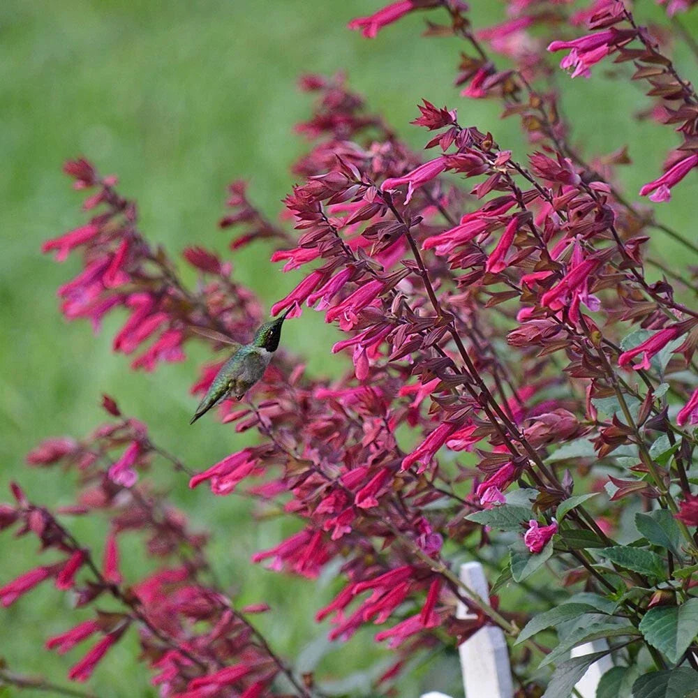 Wendy's Wish Salvia Seeds - Perennial Flower Seeds for Hummingbirds, Butterfly Garden, Salvia greggii, 50 Pack
