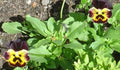 Pansy Seeds 50 Joker Violet Gold Viola tricolor Annual Flower Seeds for Garden Beds & Containers