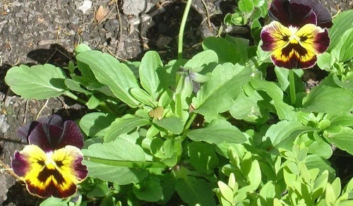 Pansy Seeds 50 Joker Violet Gold Viola tricolor Annual Flower Seeds for Garden Beds & Containers