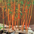 Red Fountain Bamboo Seeds, Clumping, Phyllostachys rubromarginata, Privacy Screen, Garden Border, Ornamental, 50 Seeds