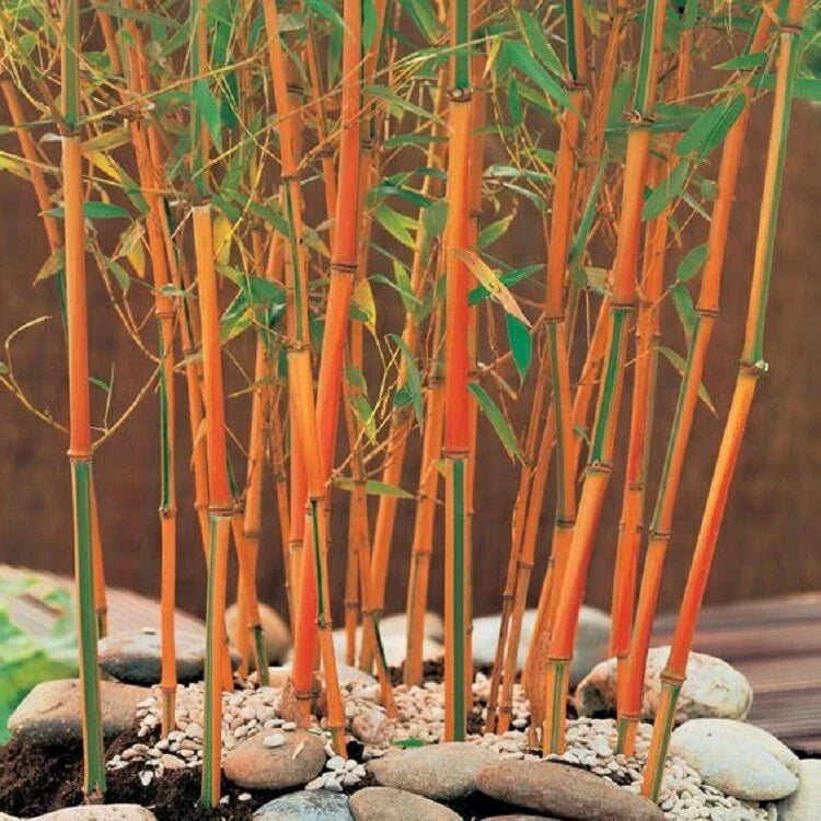 Red Fountain Bamboo Seeds, Clumping, Phyllostachys rubromarginata, Privacy Screen, Garden Border, Ornamental, 50 Seeds