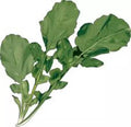 Arugula Seeds Pack - Heirloom Non-GMO Roquette Greens for Salad Mix, Organic Gardening, 500+ Seeds, Eruca sativa