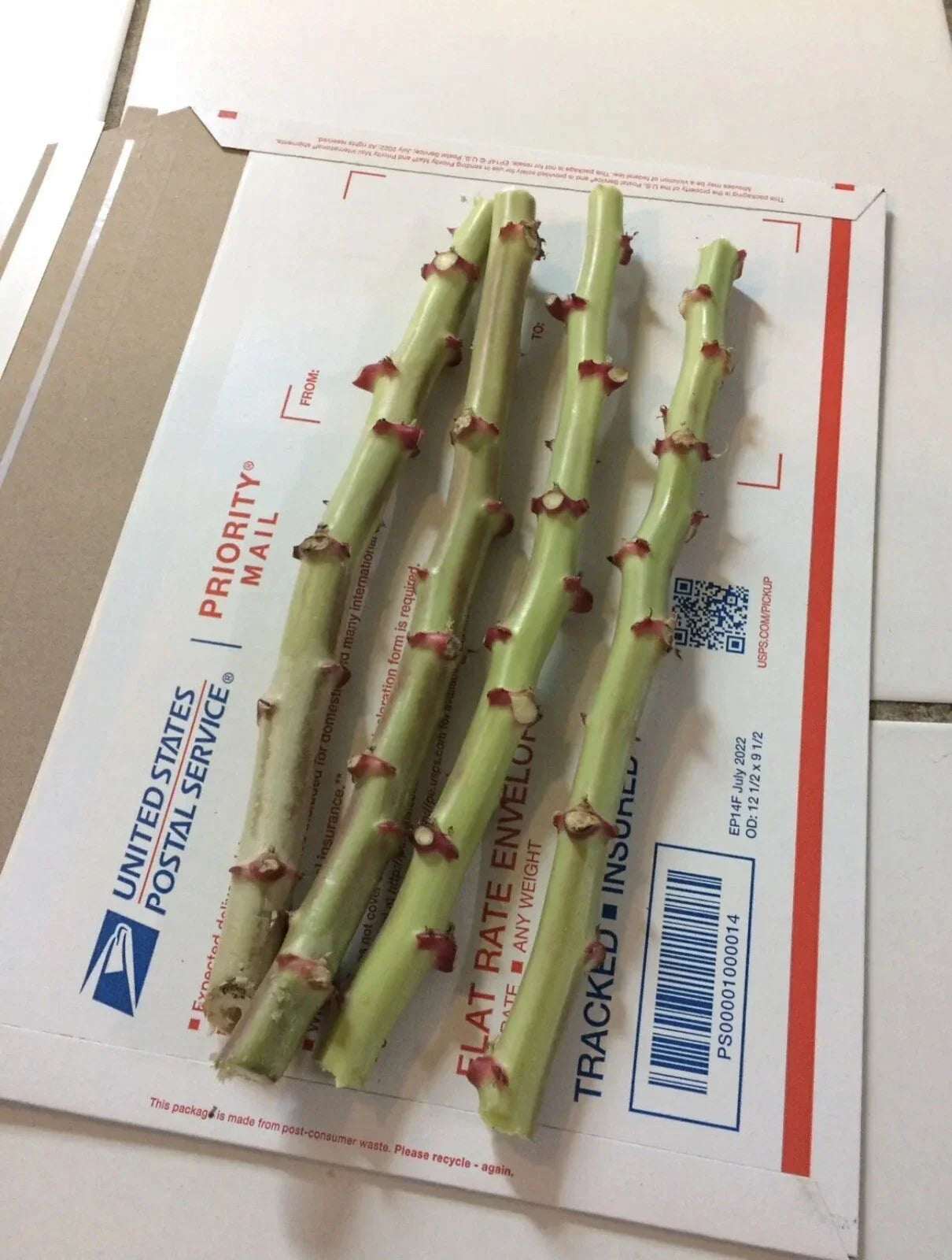 Organic Sweet Red Cassava Cuttings - 4 Manihot Esculenta Yuca for Home Garden, Tropical Climates
