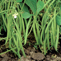 Blue Lake 274 Green Bean Seeds – Heirloom Phaseolus vulgaris Vegetable Seeds for Garden Planting, 2025 Season