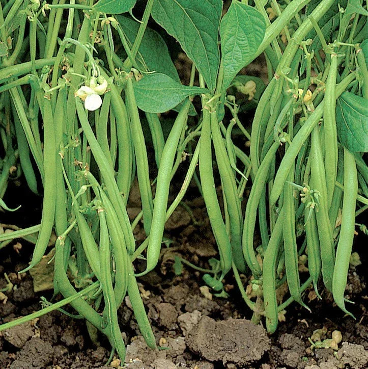 Blue Lake 274 Green Bean Seeds – Heirloom Phaseolus vulgaris Vegetable Seeds for Garden Planting, 2025 Season