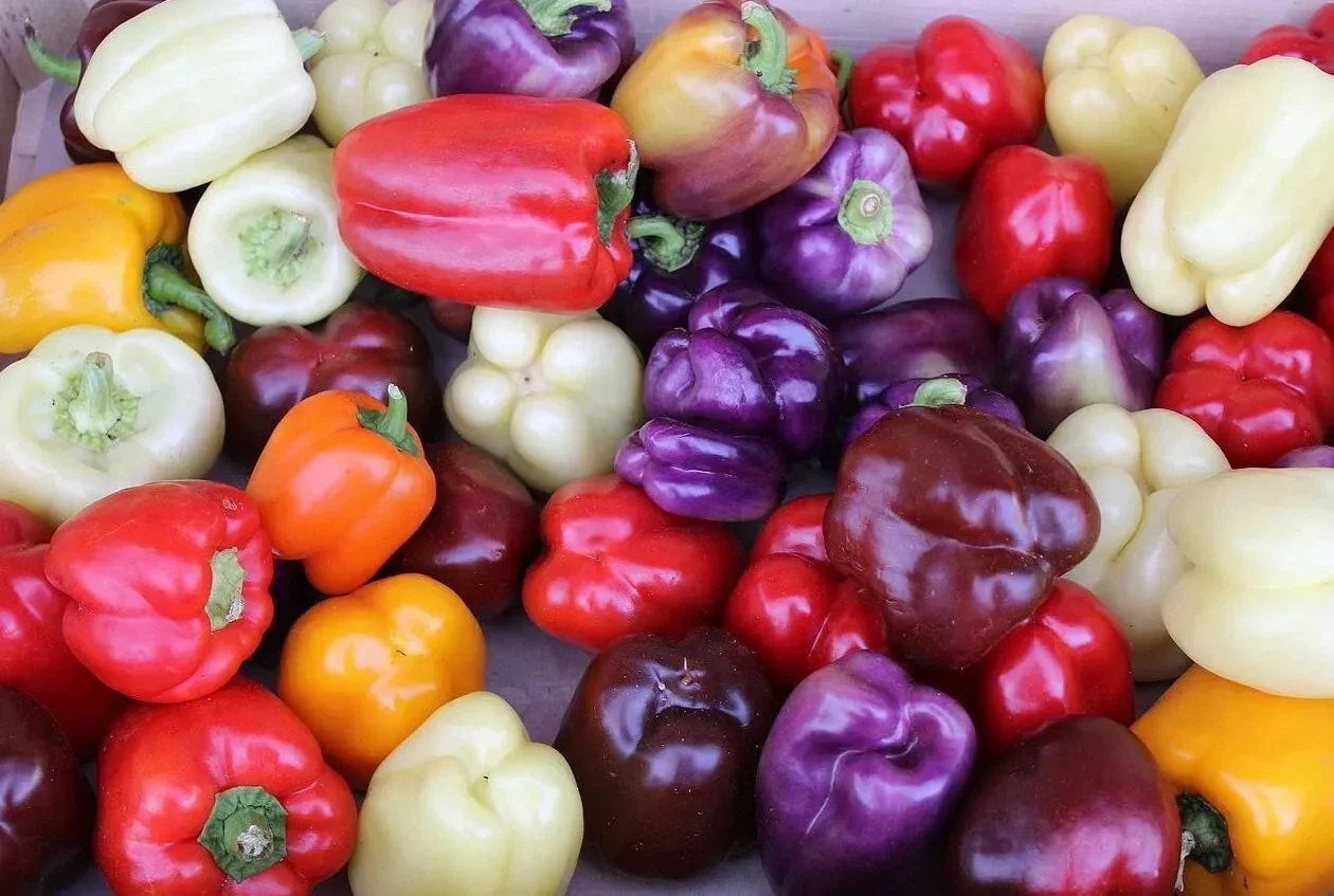 Rainbow Bell Pepper Seeds Mix - 120+ Heirloom Capsicum annuum Varieties for Home Gardening, Colorful Bell Peppers Seed Pack