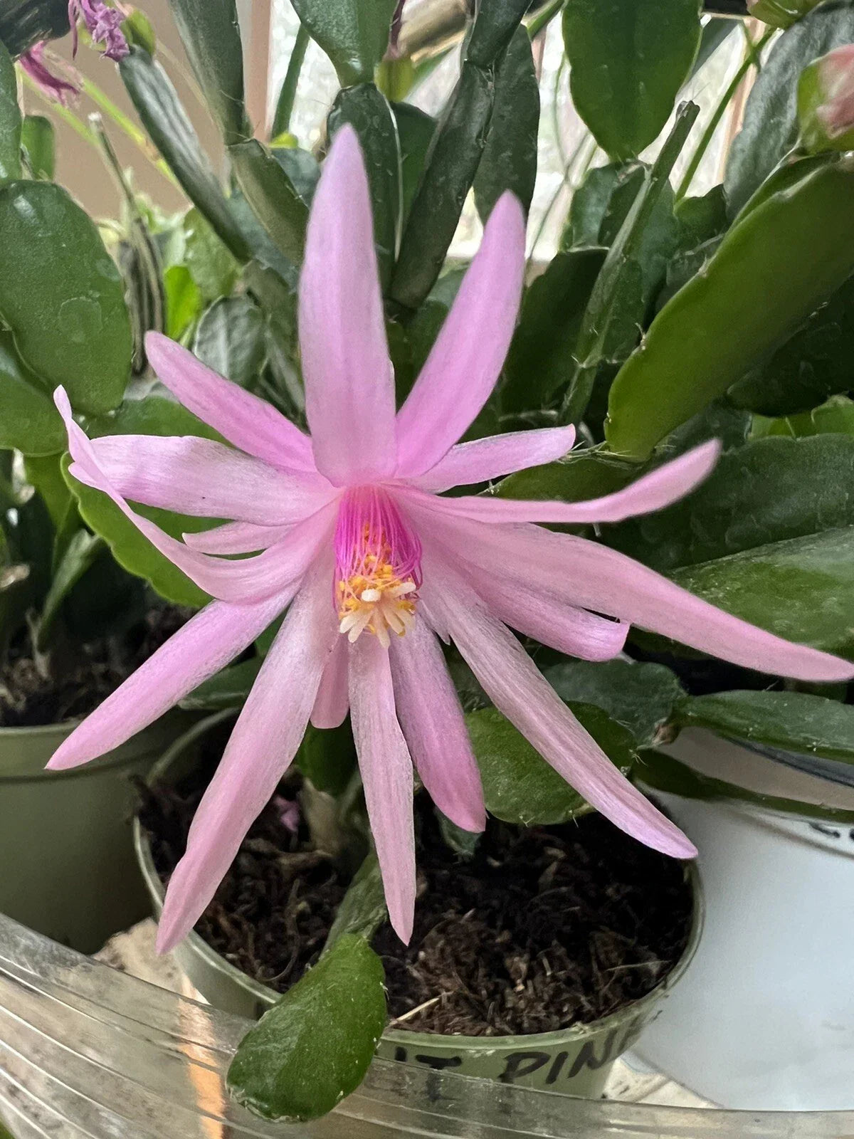 Easter Cactus Rooted Plant Spring Sunrise Light Pink Rhipsalidopsis Hatiora Cactus