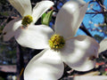 Dogwood Tree Seeds - 10 Pack - Flowering Cornus florida Seeds for Garden, Landscape & Pollinator Attraction