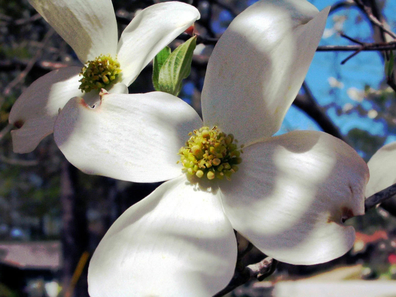 Dogwood Tree Seeds - 10 Pack - Flowering Cornus florida Seeds for Garden, Landscape & Pollinator Attraction