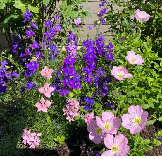 Rocket Larkspur Seeds 200 Count - Dark Blue Purple Flowers, Non-GMO, Pollinator-Friendly, Delphinium ajacis