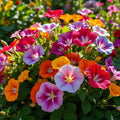 Morning Glory Seeds Mixed Colors - 50 Vibrant Climbing Vine Seeds - Ipomoea tricolor, Annual Flower for Garden, Fence, Trellis