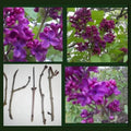 Dark Purple Lilac Cuttings - 10 Organic Syringa Vulgaris Perennial Flowering Shrubs for Garden, Hedges, and Borders