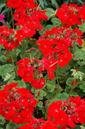 Pinto Deep Red Geranium Seeds - Pelargonium x hortorum - 12 Fresh Seeds for Garden, Containers, Borders