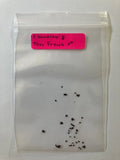 Rare Hybrid Carnivorous Plant Seeds - S. buckleyi x Thor Freya Exotic Botanical Collection