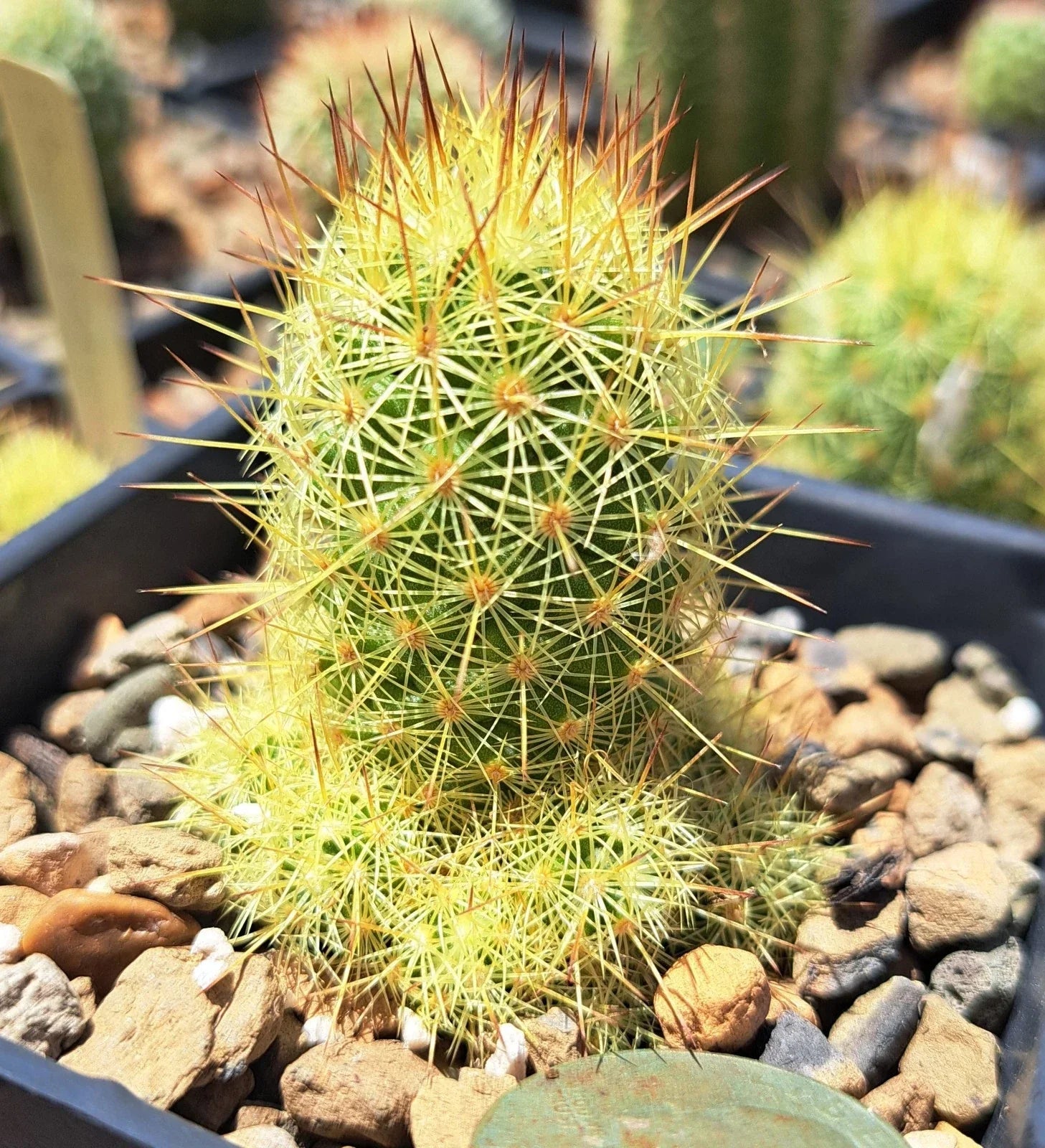 Mammillaria Elongata Bare Root Cactus - Succulent Garden Plant, Drought-Resistant Indoor or Outdoor Decor, Yellow Blooms