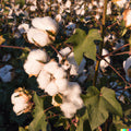 White Cotton Seeds - 30 Count, Buranda Variety, Non-GMO, High-Density Gossypium hirsutum for Indoor & Outdoor Gardening