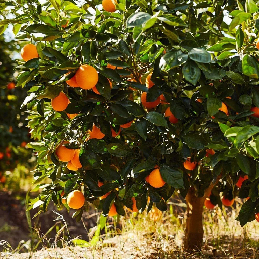 Sunkist Orange Cuttings, 2 Pack, Citrus sinensis, Grow Your Own Orange Tree, Juicy Fruit, Fragrant Blossoms