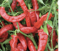 Lot of 3 Live Jimmy Nardello Sweet Pepper Plants - Capsicum annuum - 75 Days to Harvest