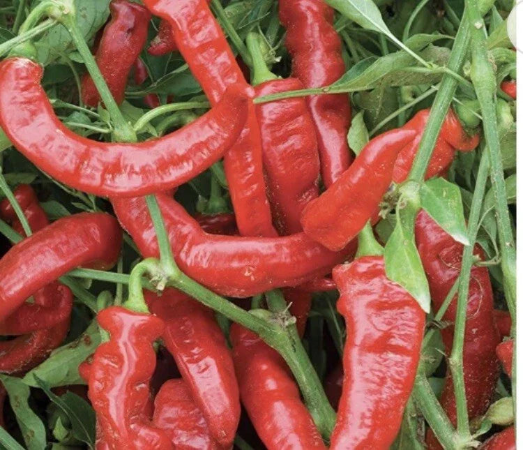 Lot of 3 Live Jimmy Nardello Sweet Pepper Plants - Capsicum annuum - 75 Days to Harvest