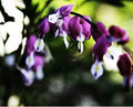 Bleeding Heart Seeds - 25 Dark Purple Flower Seeds - Shade Garden Plant - Lamprocapnos spectabilis