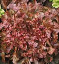 Red Salad Bowl Lettuce Seeds 600+ Count, Leaf Lettuce, Cold Tolerant, Lactuca sativa, Vegetable Garden Seeds