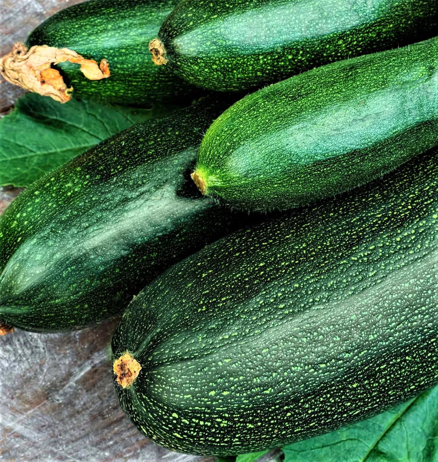 Non-GMO Dark Green Zucchini Seeds 30 Pack Cucurbita pepo for Home Garden & Container Growing